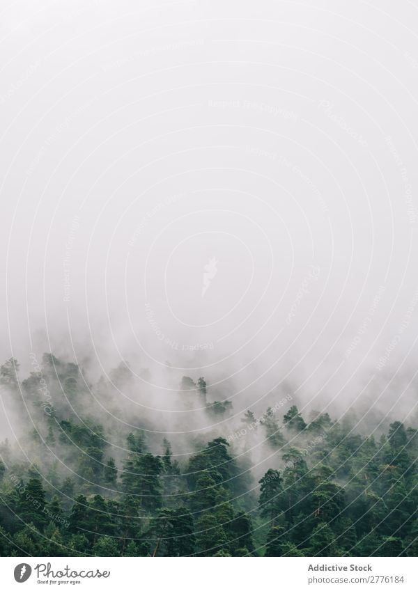 Nebel, der über Baumkronen läuft. Landschaft Wald nadelhaltig magisch Abenteuer Zauberei u. Magie friedlich spukhaft Jahreszeiten Natur ländlich Fluggerät