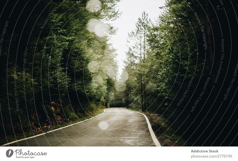 Eine einsame Straße Wald Baum Einsamkeit Natur grün Morgen Szene Sommer Ausflug Sonnenlicht Park Mysterium natürlich Wetter Asphalt Menschenleer Wege & Pfade