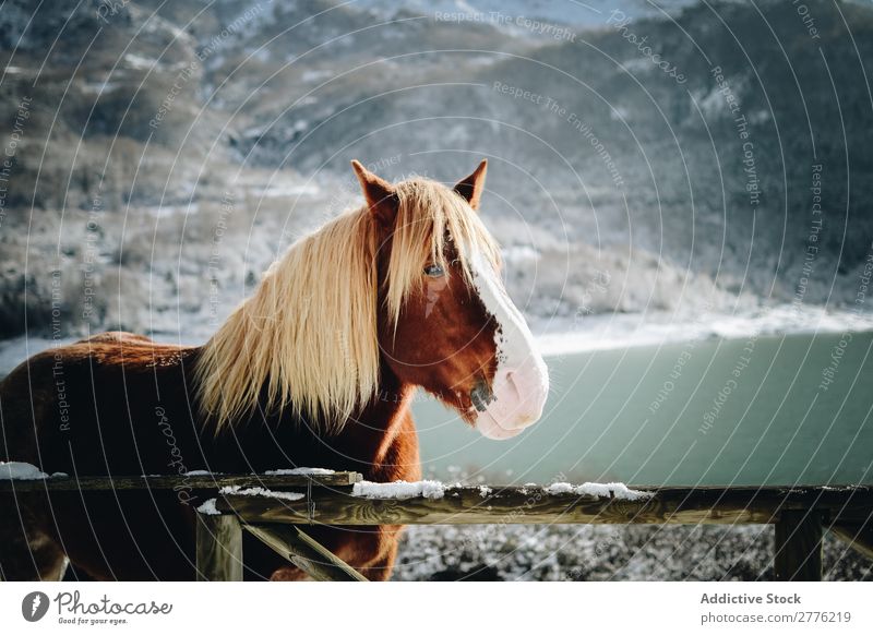 Pferd in den Schneebergen blond Zaun Holz Mähne Berge u. Gebirge Natur Landschaft Park schön Aussicht wild Winter Hengst alpin Luft Tag Säugetier heimisch