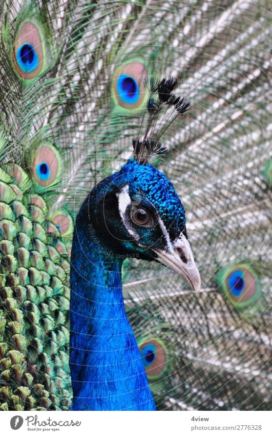 Pfau 2 Tier Haustier Wildtier Vogel 1 blau grün Farbfoto Tierporträt