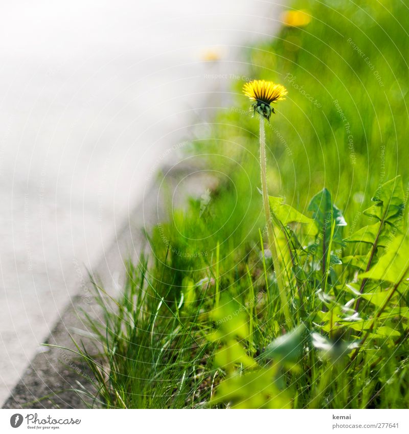 Dem Straßenrand seine Vegetation Umwelt Natur Pflanze Sonnenlicht Sommer Schönes Wetter Wärme Blume Gras Grünpflanze Wildpflanze Löwenzahn Unkraut Wiese