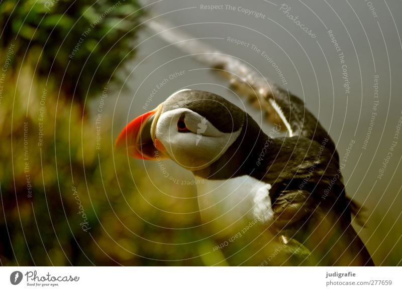 Island Umwelt Natur Pflanze Tier Wildtier Vogel Papageitaucher 1 fliegen schön natürlich niedlich wild mehrfarbig Farbfoto Außenaufnahme Tierporträt Halbprofil