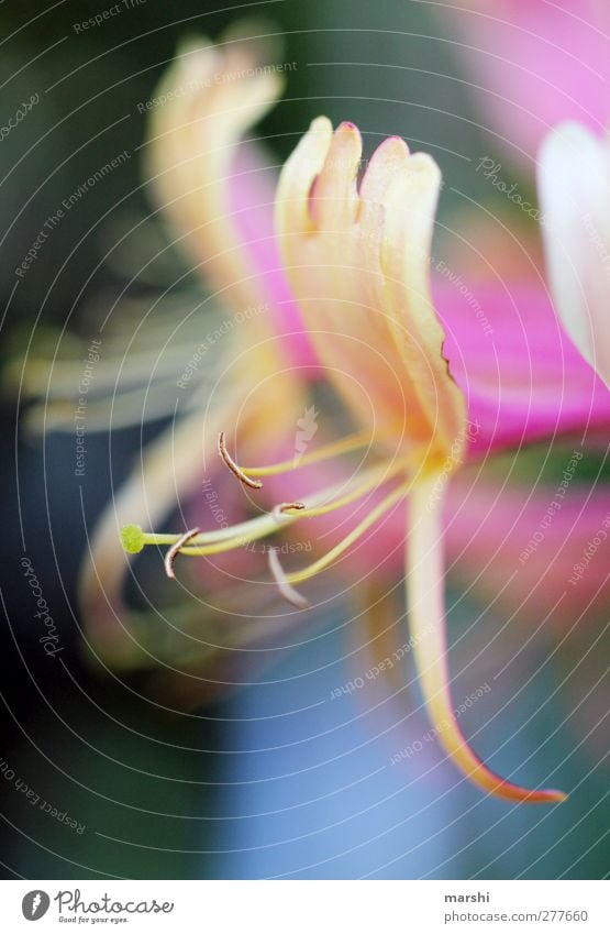 Geißblatt Natur Pflanze Blume Sträucher orange rosa Geißblattblüte Blüte Hecke Unschärfe Blütenstempel Farbfoto Nahaufnahme Detailaufnahme Makroaufnahme