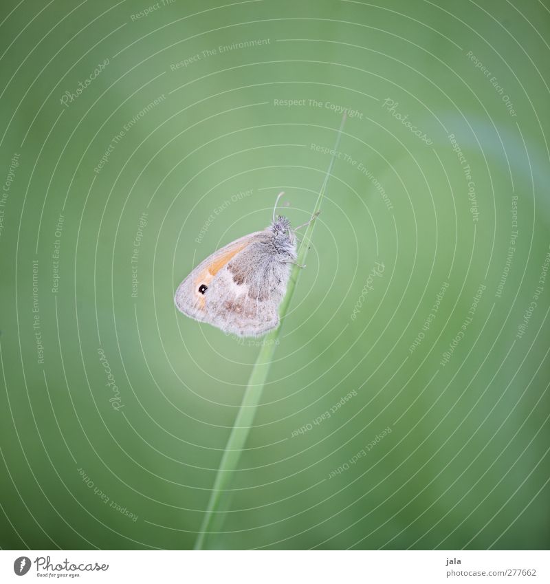 falter Umwelt Natur Pflanze Gras Wiese Tier Wildtier Schmetterling 1 ästhetisch natürlich grün Farbfoto Außenaufnahme Menschenleer Textfreiraum links