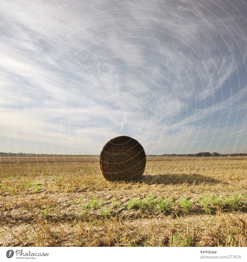 von der rolle Arbeit & Erwerbstätigkeit Beruf Wirtschaft Landwirtschaft Forstwirtschaft Erfolg Umwelt Natur Landschaft Himmel Horizont Sommer Nutzpflanze Feld