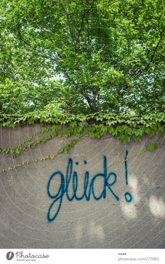 Glück in Dosen Sommer Umwelt Natur Baum Mauer Wand Fassade Schriftzeichen Graffiti Wachstum grau grün Typographie Text Straßenkunst Putz Schmiererei Putzfassade