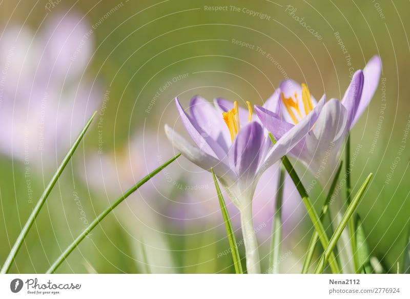 Frühlingsboten Umwelt Natur Pflanze Wetter Schönes Wetter Blume Garten Park Wiese frisch violett rosa Krokusse Februar frühlingsboten Frühlingsgefühle