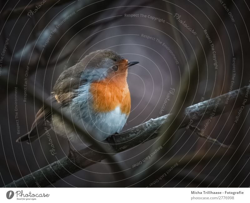 Rotkehlchen in der Dämmerung Natur Tier Sonnenlicht Schönes Wetter Sträucher Wildtier Vogel Tiergesicht Flügel Krallen Schnabel Feder Auge 1 beobachten glänzend