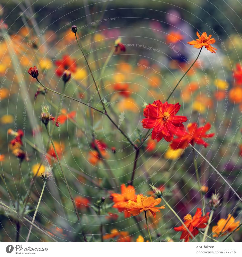 Orange flowers Natur Pflanze Sommer Schönes Wetter Blume Blatt Blüte Wildpflanze Garten Park gehen Duft schön mehrfarbig gelb grün orange Freude Fröhlichkeit