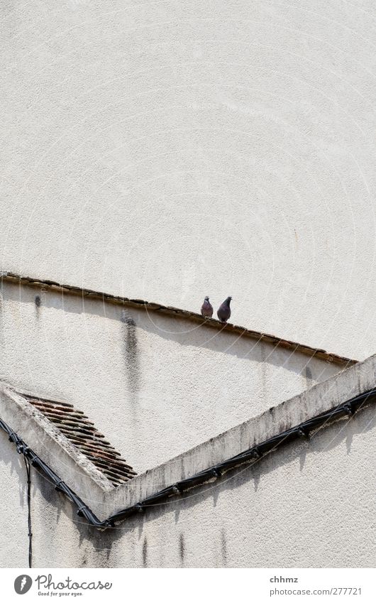 taubenduett Vogel Taube 2 Tier Brunft beobachten warten weiß Vertrauen Dach Paar Tierpaar Wand Gebäude Putz Dachziegel Zusammensein oben Pause Farbfoto