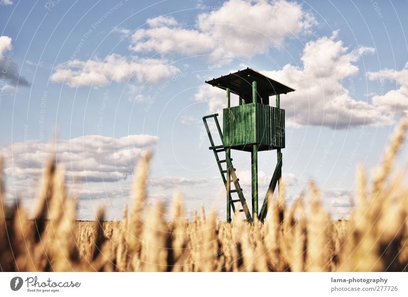 Aussichtspunkt Jäger Landwirtschaft Forstwirtschaft Wolken Sonnenlicht Schönes Wetter Weizen Weizenähre Feld Weizenfeld Hochsitz Jagd grün Ernte Farbfoto