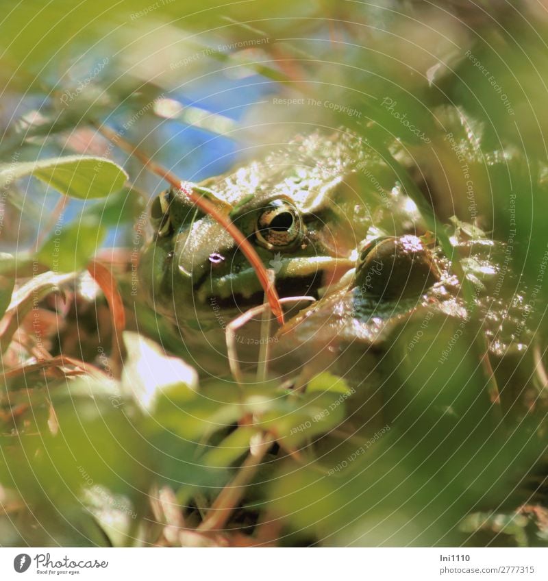 Frösche Natur Pflanze Sommer Schönes Wetter Moor Sumpf Teich Frosch 2 Tier blau braun gelb grau grün weiß Momentaufnahme Auge Tarnung beobachten Wachsamkeit