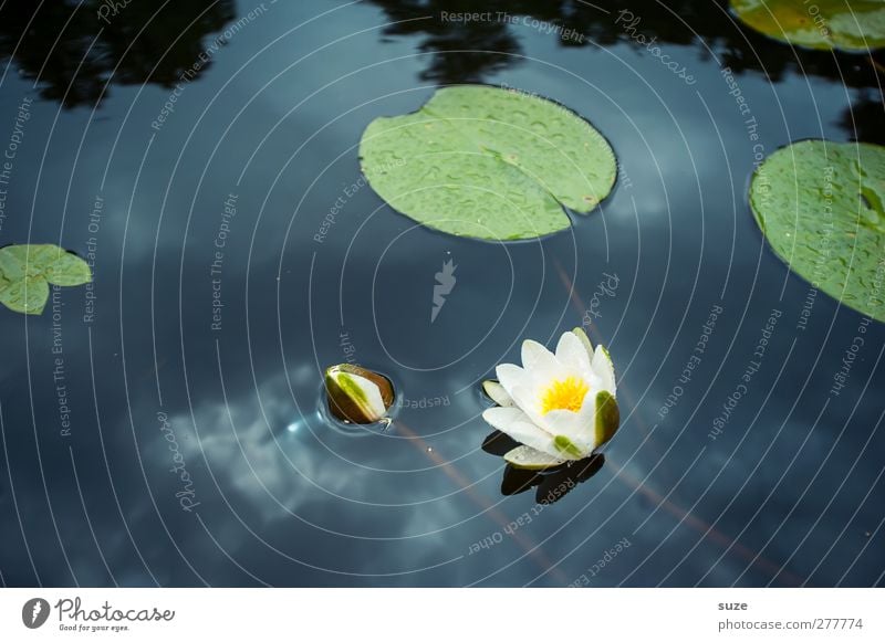 Seerosenteich Lifestyle schön Wellness harmonisch ruhig Umwelt Natur Pflanze Urelemente Wasser Blatt Blüte Teich Blühend kalt Kitsch rund blau weiß