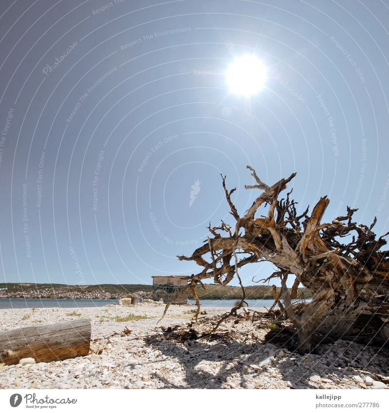 auswanderer Umwelt Natur Landschaft Erde Wasser Himmel Wolkenloser Himmel Horizont Sonne Sommer Baum trocken Wurzelgemüse entwurzelt Strand Adria Kroatien Küste