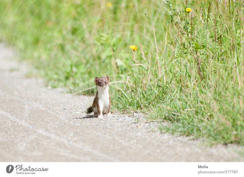 Wieselus Minimus Umwelt Natur Tier Sommer Gras Wildtier Hermelin Marder 1 Blick stehen frei klein natürlich Neugier niedlich achtsam Wachsamkeit Freiheit