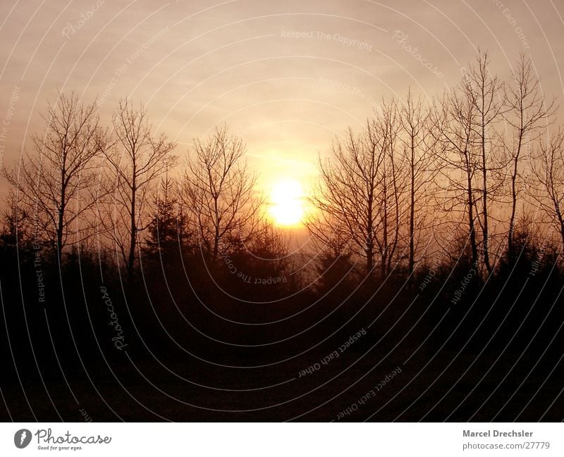 Horizont Sonnenuntergang rot gelb Sommer Dämmerung Baum organge Silhouette Abend Berge u. Gebirge Natur