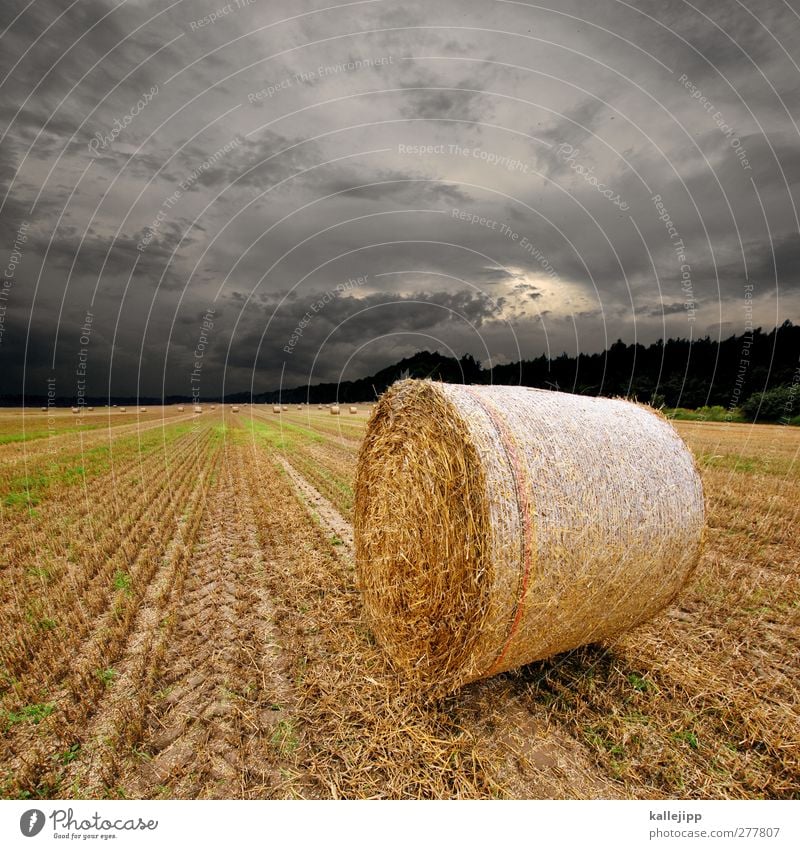 kornkreise Arbeit & Erwerbstätigkeit Beruf Wirtschaft Landwirtschaft Forstwirtschaft Umwelt Sommer Klima Unwetter Nutzpflanze Feld rund Ackerbau Getreide Rolle