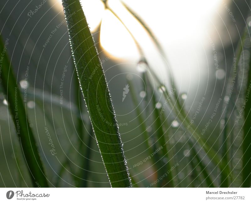 Morgentau grün Gras frisch rein Sauberkeit kalt Halm Tau Wasser Klarheit Wassertropfen