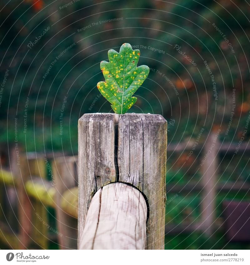 grünes Baumblatt Pflanze Blatt Garten geblümt Natur Dekoration & Verzierung abstrakt Konsistenz frisch Außenaufnahme Hintergrund Beautyfotografie