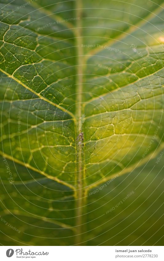 grüne Blatttextur Pflanze Garten geblümt Natur Dekoration & Verzierung abstrakt Konsistenz frisch Außenaufnahme Hintergrund Beautyfotografie Zerbrechlichkeit