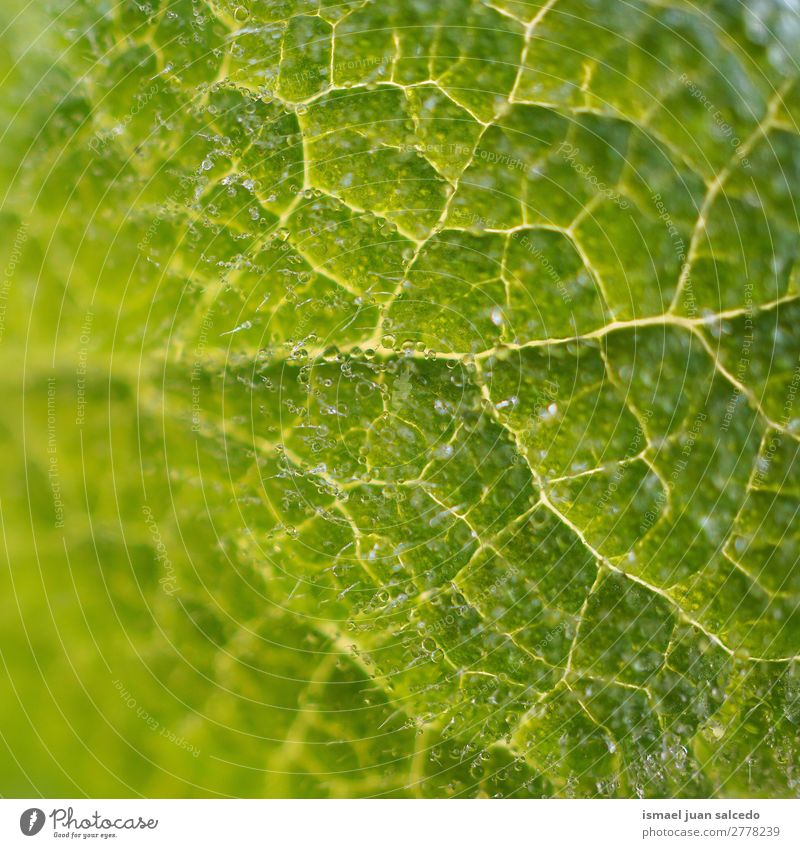 grüne Blatttextur Pflanze Garten geblümt Natur Dekoration & Verzierung abstrakt Konsistenz frisch Außenaufnahme Hintergrund Beautyfotografie Zerbrechlichkeit