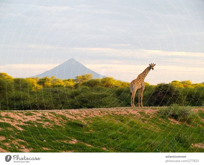 Giraffe am Mt. Etjo Tier Wildtier 1 beobachten Erholung genießen Blick exotisch Unendlichkeit natürlich Stimmung Romantik schön ruhig Fernweh Einsamkeit