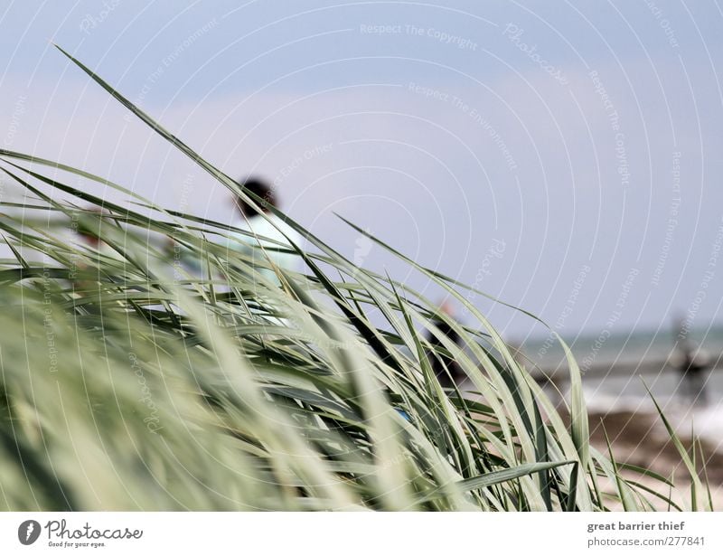 Seegras im Wind Mensch Erwachsene 2 Sommer Gras Ostsee Meer beobachten blau grün Dänemark Alsen Insel Strand Küste Sturm Wassertropfen Steg Himmel Wolken