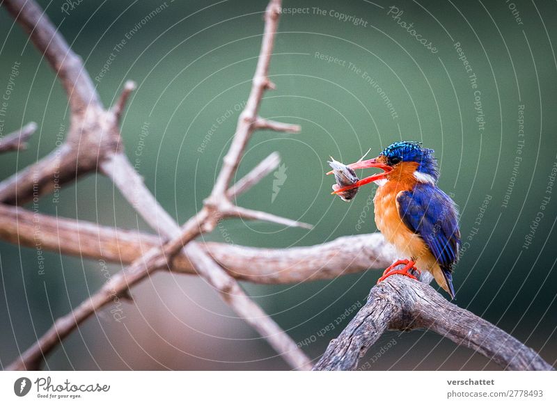 Eisvogel beim Frühstück Umwelt Natur Landschaft Seeufer Wildtier Vogel 1 Tier Essen Fressen Jagd sitzen sportlich exotisch frei schön lecker natürlich wild blau