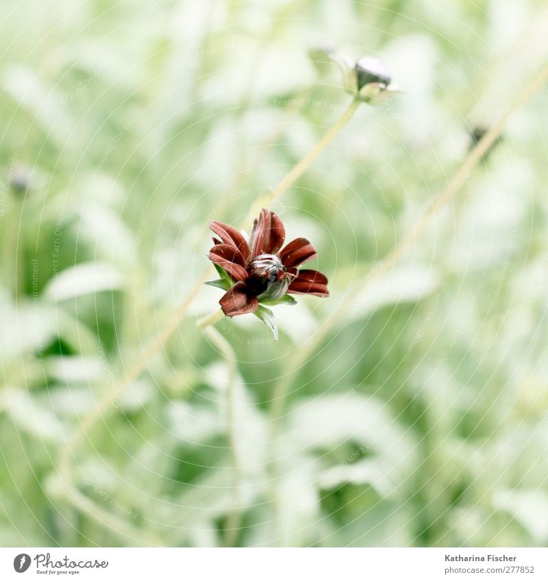 Wildes Blümchen Umwelt Natur Landschaft Pflanze Blume Gras Sträucher Blüte Grünpflanze Wildpflanze exotisch Garten Park Wiese braun gelb grün rot weiß Farbfoto