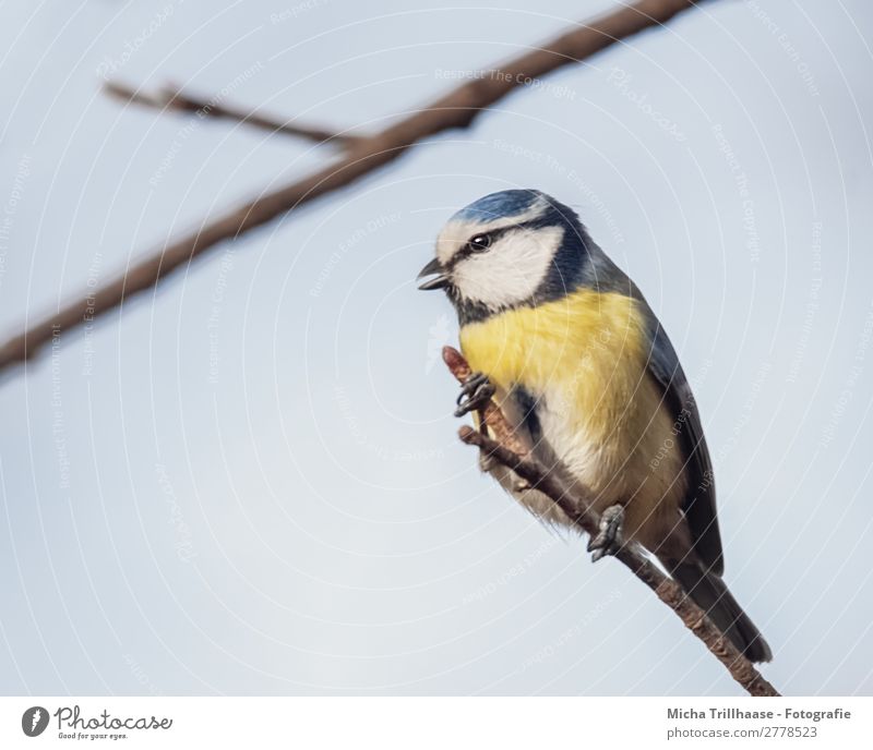 Zwitschernde Blaumeise Natur Tier Himmel Sonnenlicht Schönes Wetter Baum Zweige u. Äste Wildtier Vogel Tiergesicht Flügel Krallen Meisen Schnabel Feder Auge 1