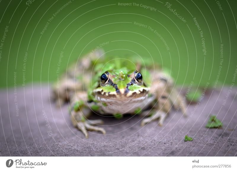 Was guckst du!? Tier Frosch 1 beobachten Blick sitzen glänzend schleimig braun gelb grau grün schwarz Neugier Stein Farbfoto Außenaufnahme Textfreiraum oben