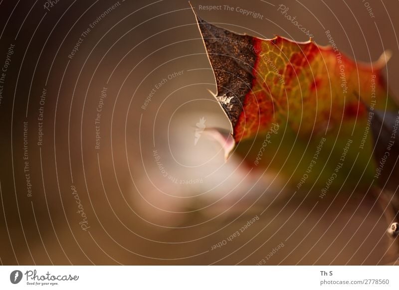 Blatt Natur Pflanze Herbst Winter Bewegung verblüht ästhetisch authentisch einfach elegant natürlich braun grün rot Gelassenheit geduldig ruhig Farbe