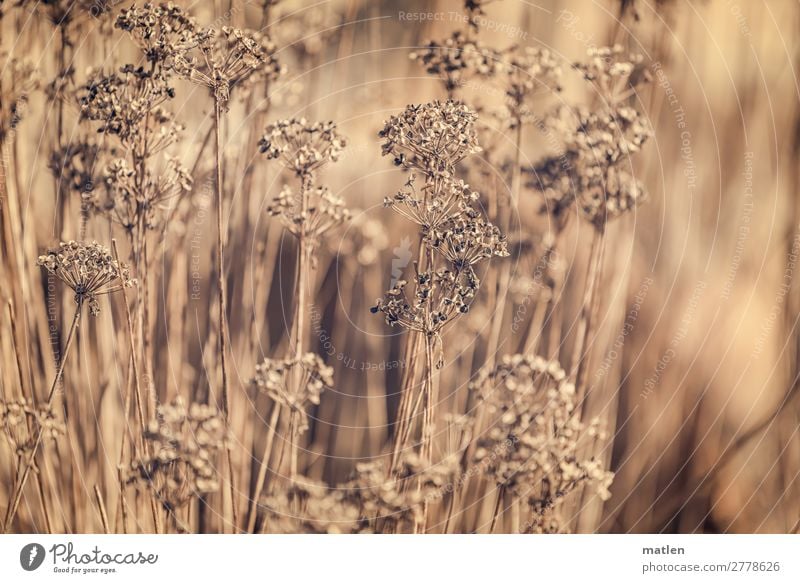 Vorjahr Natur Pflanze Frühling Blatt Blüte alt trist trocken braun vertrocknet Farbfoto Gedeckte Farben Außenaufnahme Nahaufnahme Menschenleer