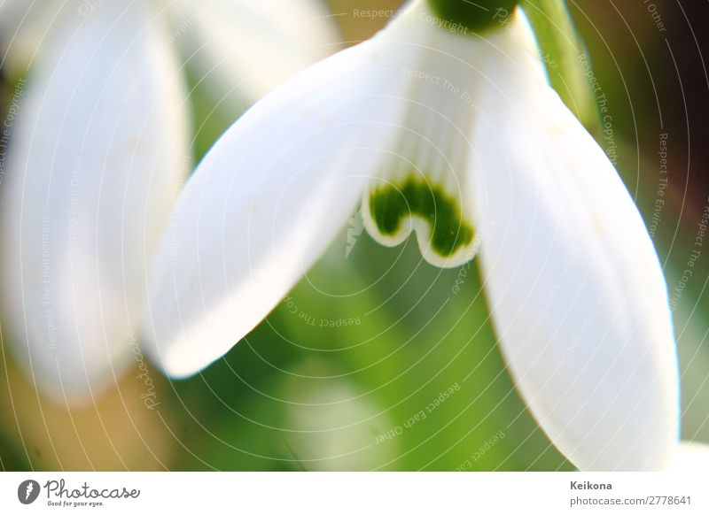 Snowdrop macro Natur Landschaft Pflanze Frühling Schönes Wetter Blume Schneeglöckchen Blühend Wachstum grün weiß Deutschland Wiese Blütenknospen Farbfoto