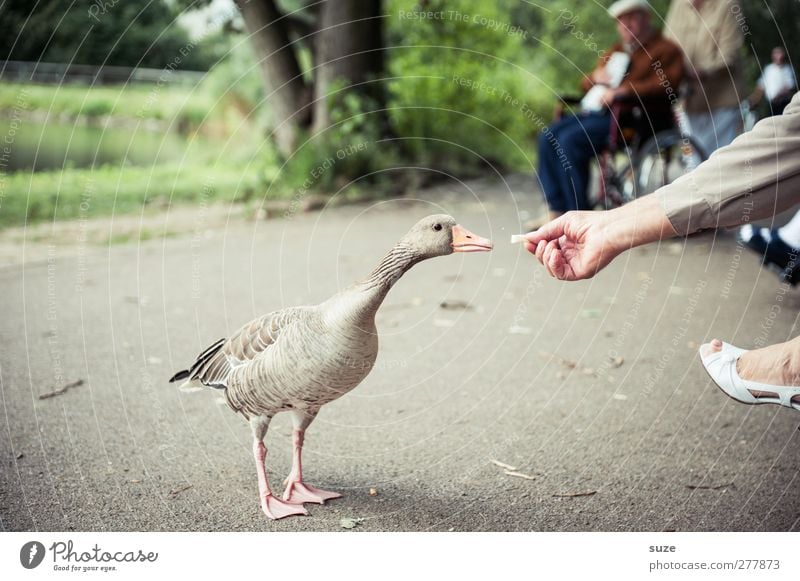 Gans nette Leute Mensch Hand Fuß Umwelt Park Tier Wildtier Vogel Wildgans 1 füttern authentisch natürlich Neugier Graugans tierisch Tierliebe Farbfoto