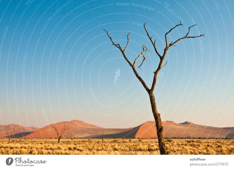 Waldsterben Umwelt Natur Landschaft Pflanze Wolkenloser Himmel Schönes Wetter Baum Wüste außergewöhnlich bedrohlich blau rot kahl Ast Baumstamm Düne Stranddüne