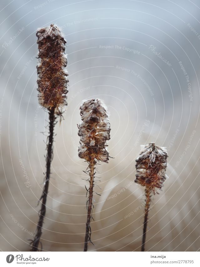 Wieder aufgetaut Umwelt Natur Pflanze Frühling Winter Blume Gras Blüte Garten Wiese Feld blau braun träumen Umweltverschmutzung Umweltschutz Verfall