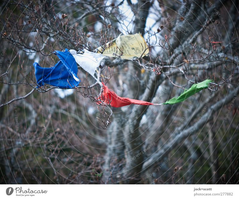 You Spin Me Round Tier Frühling Baum Dekoration & Verzierung Kitsch Krimskrams Sammlung festhalten hängen authentisch dünn einfach hoch rund blau braun grün rot