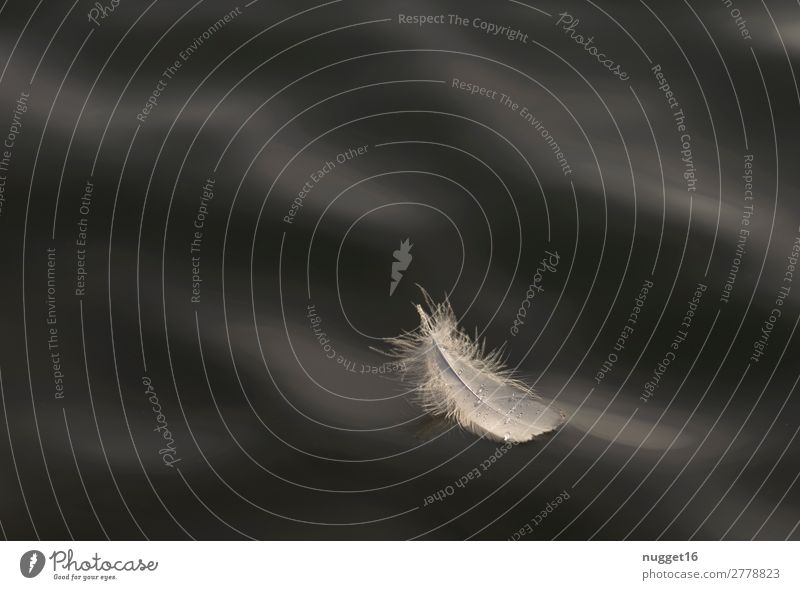 schwimmende Feder Umwelt Natur Tier Wasser Wassertropfen Frühling Sommer Herbst Winter Klima Klimawandel Park Wellen Küste Seeufer Flussufer Strand Nordsee
