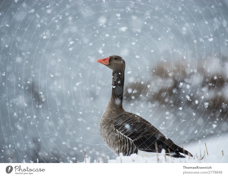 Graugans anmütig im Schnee Natur Winter Wetter Schneefall Tier Wildtier Gans 1 Blick ästhetisch elegant blau grau Zufriedenheit ruhig Sehnsucht Erholung Klima