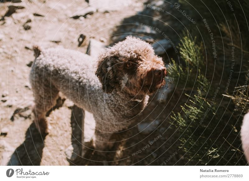 Ein Hund in den Bergen, der die Natur genießt. Lifestyle Freizeit & Hobby Abenteuer Freiheit Schnee Berge u. Gebirge Umwelt Landschaft Pflanze Tier Sonne Herbst