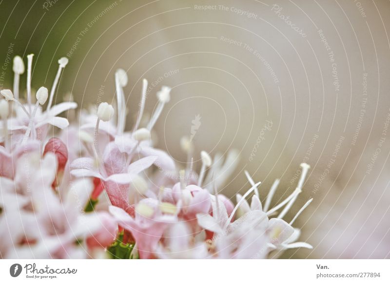 Blümle Natur Pflanze Blume Blüte Garten frisch rosa Blütenkelch Farbfoto Gedeckte Farben Nahaufnahme Menschenleer Textfreiraum oben Hintergrund neutral Tag