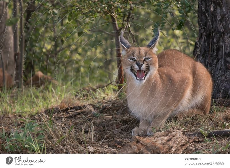 Karakale kleine afrikanische Wildkatze mit spitzen Ohren zischend Umwelt Natur Landschaft Pflanze Erde Sand Sonne Sommer Klima Schönes Wetter Baum Gras