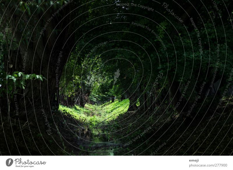 Märchenwald Umwelt Natur Landschaft Pflanze Baum Grünpflanze Wald Bach natürlich grün Farbfoto Außenaufnahme Menschenleer Tag Licht Schatten Kontrast