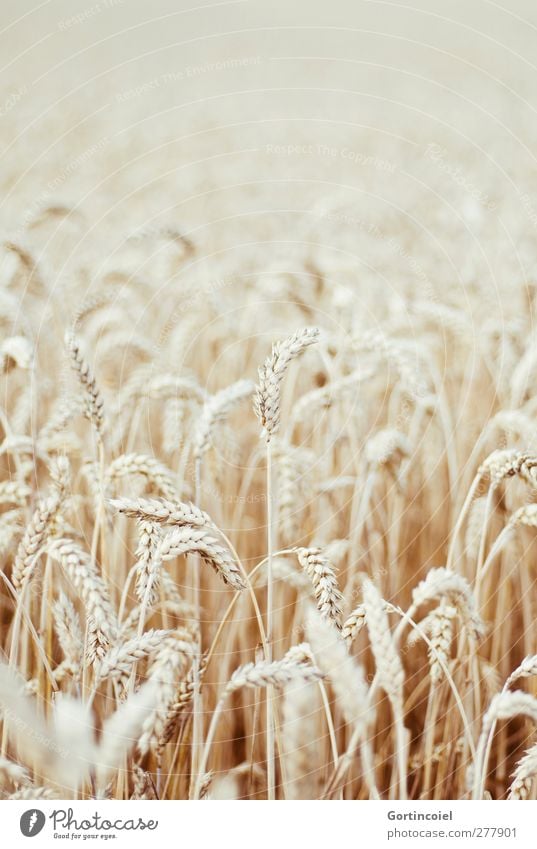 Feldfrüchte Getreide Natur Pflanze Sommer Nutzpflanze Wachstum Getreidefeld Weizen Weizenfeld Landleben Landwirtschaft Lebensmittel Kornfeld Ähren Farbfoto