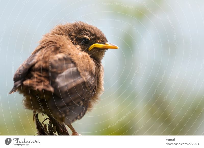 Really p***** off Tier Wildtier Vogel Tiergesicht Flügel Tierjunges Schnabel 1 sitzen klein Wut braun gelb Ärger gereizt Feindseligkeit Farbfoto Gedeckte Farben