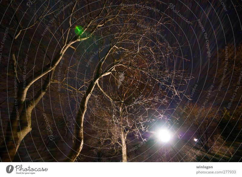 wide angle flare Forstwirtschaft Forstwald Technik & Technologie Wissenschaften Kunst Natur Herbst Winter Pflanze Baum Garten Park Wald Urwald Europa Beratung