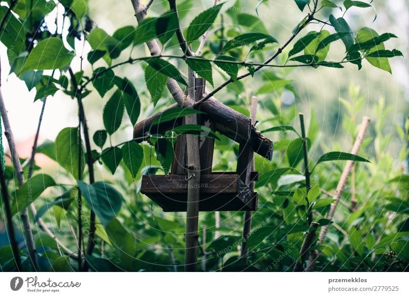 Vogelhaus auf einem Baum zwischen den grünen Blättern sparen Leben Sommer Haus Natur Pflanze Tier Blatt Park Wald Holz natürlich wild Geborgenheit