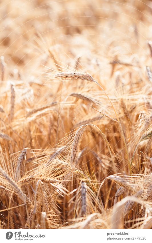 Nahaufnahme des Feldes des reifen goldenen Roggens schön Sommer Umwelt Natur Landschaft Pflanze Blume Wachstum frisch natürlich gelb landwirtschaftlich Ackerbau