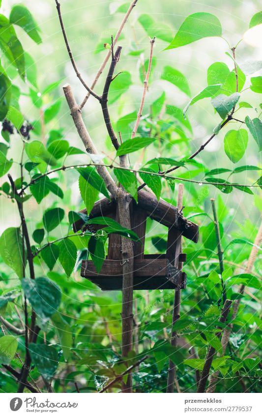 Vogelhaus auf einem Baum zwischen den grünen Blättern sparen Leben Sommer Haus Natur Pflanze Tier Blatt Park Wald Holz natürlich wild Geborgenheit